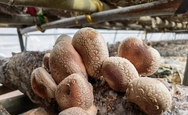 1651027904117317.jpeg 09-54-32-50-283825.jpeg