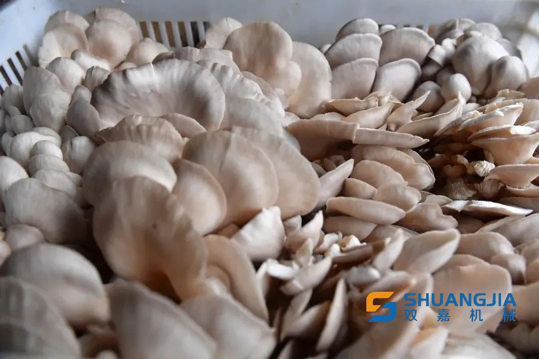 1651202708195687.jpg 09-33-50-51-283825.jpg